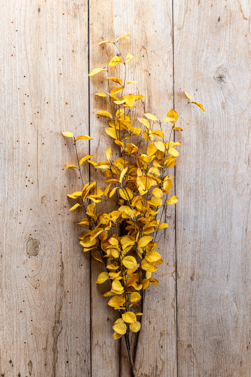 34 Inch Yellow Eucalyptus Stem