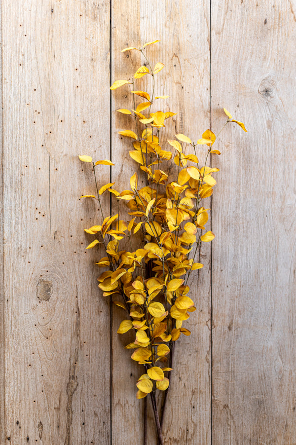 34 Inch Yellow Eucalyptus Stem