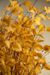 34 Inch Yellow Eucalyptus Stem