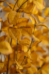 34 Inch Yellow Eucalyptus Stem