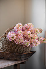 38.5" Pink Cone Hydrangea Stem