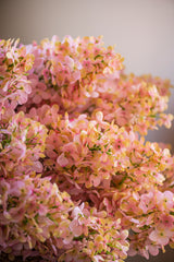 38.5" Pink Cone Hydrangea Stem