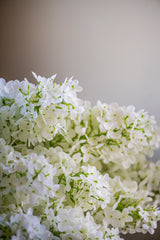 38.5" White Cone Hydrangea Stem