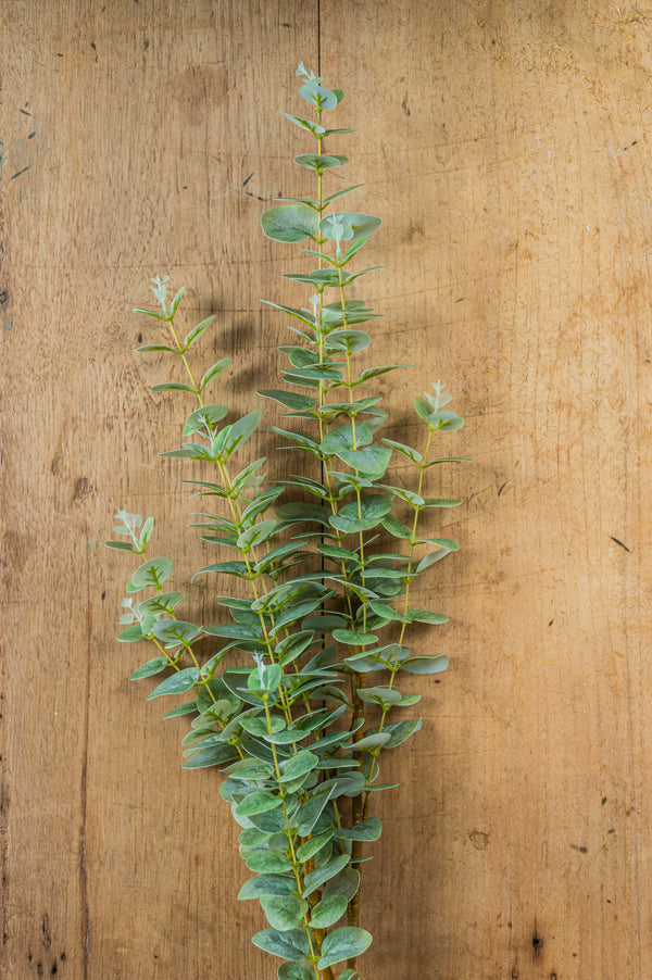 38" Light Green Gunnii Eucalyptus Stem