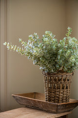 38" Light Green Gunnii Eucalyptus Stem