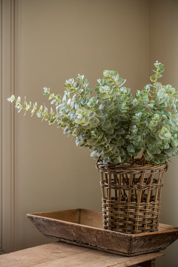 38" Light Green Gunnii Eucalyptus Stem