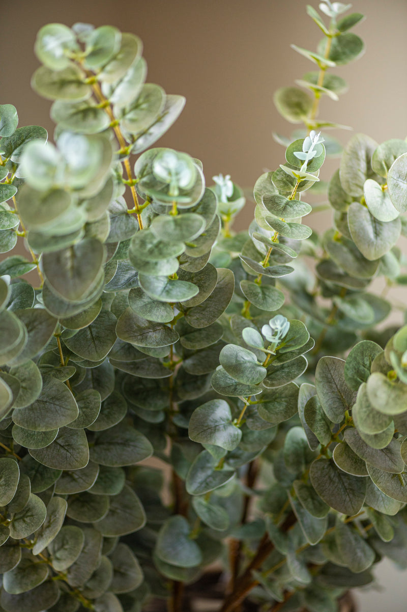 38" Light Green Gunnii Eucalyptus Stem
