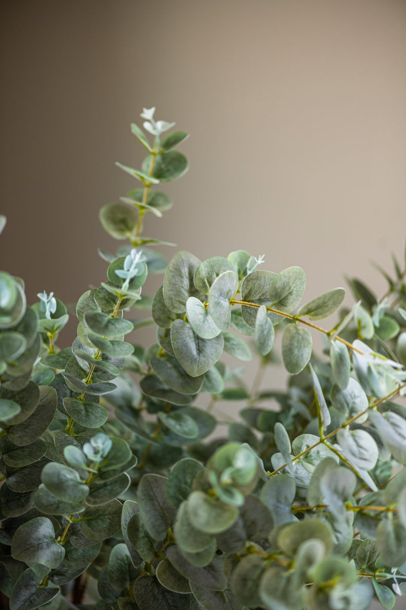 38" Light Green Gunnii Eucalyptus Stem