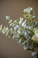 38" Light Green Gunnii Eucalyptus Stem