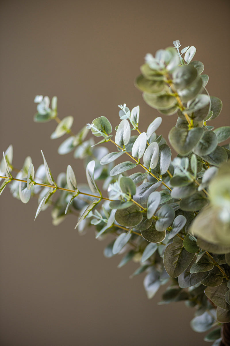 38" Light Green Gunnii Eucalyptus Stem