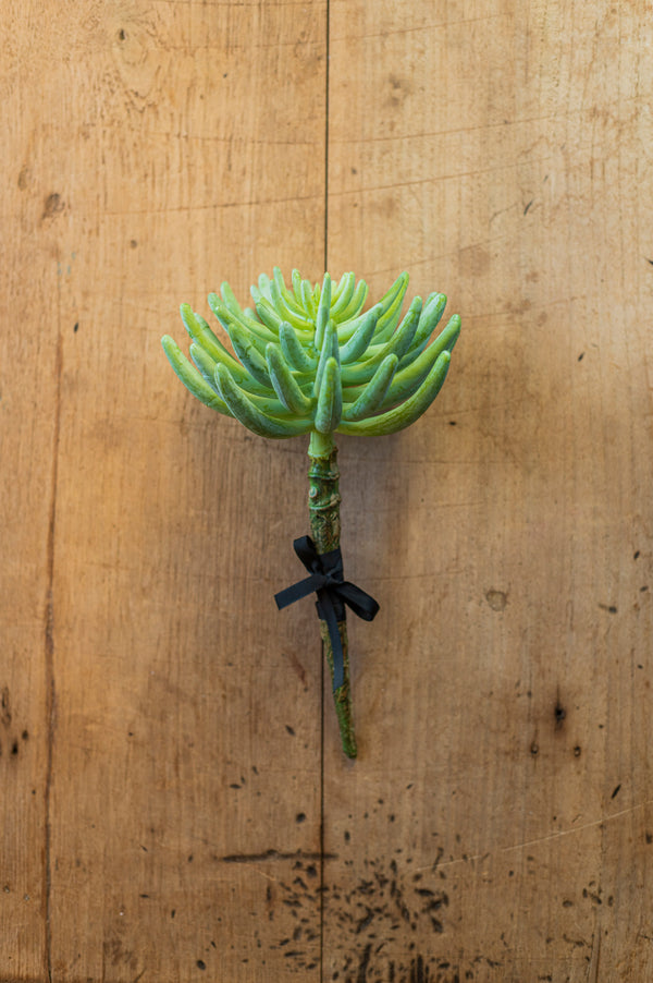 12" Senecio Succulent Pick