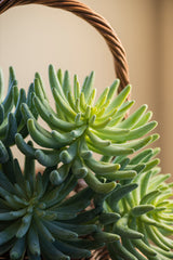 12" Senecio Succulent Pick