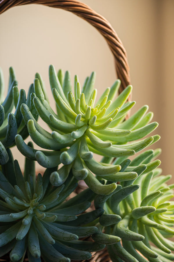 12" Senecio Succulent Pick