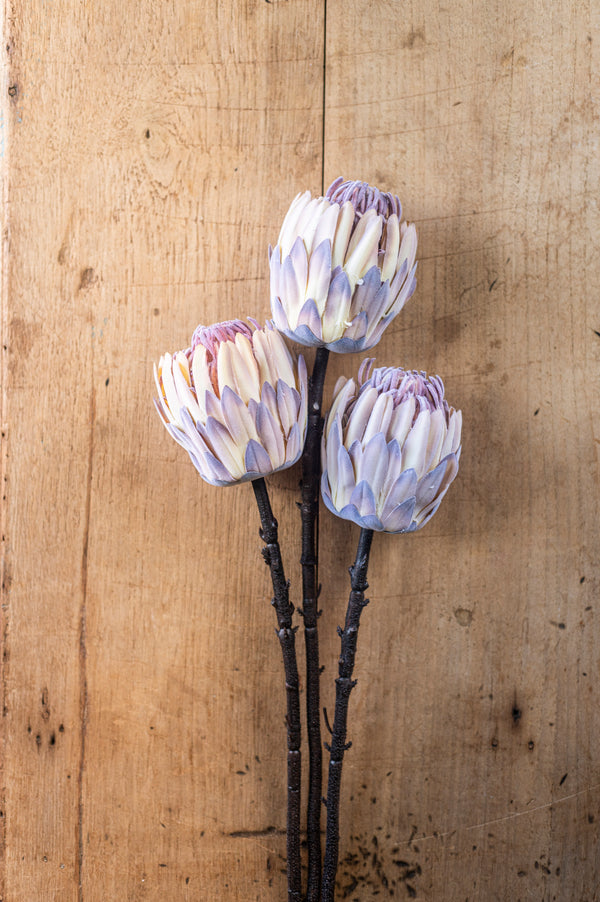 26" Flocked Cream King Protea Stem