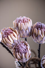 26" Flocked Cream King Protea Stem
