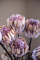 26" Flocked Cream King Protea Stem