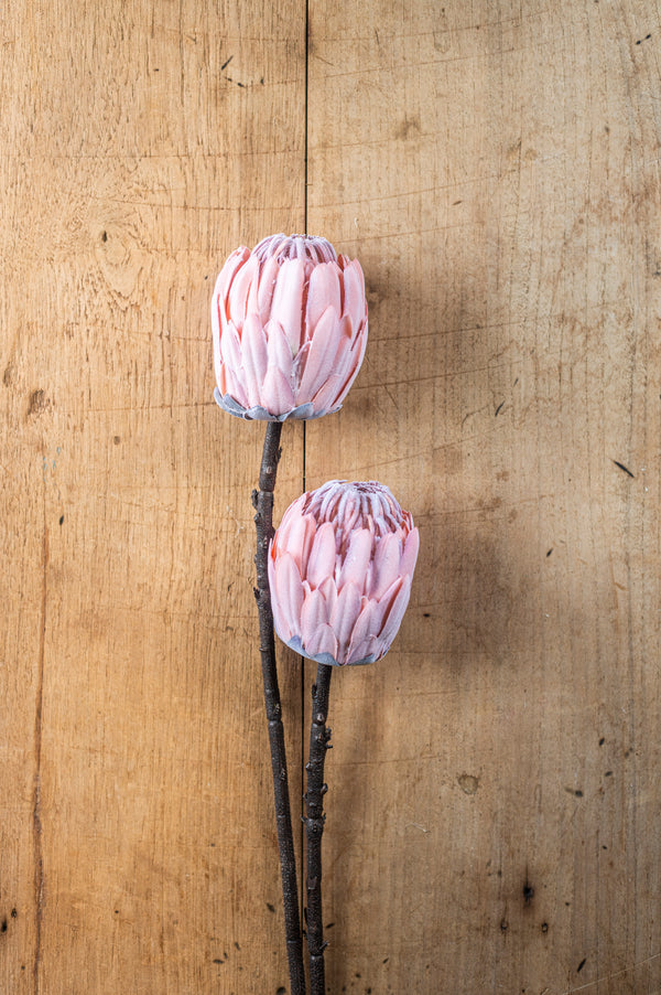 26" Flocked Pink King Protea Stem