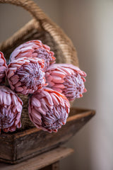 26" Flocked Pink King Protea Stem