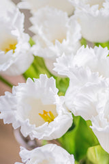 23" White Real Touch Parrot Tulip