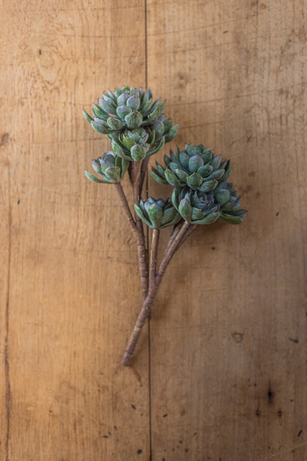 12" Powdered Green 5 Head Succulent Pick