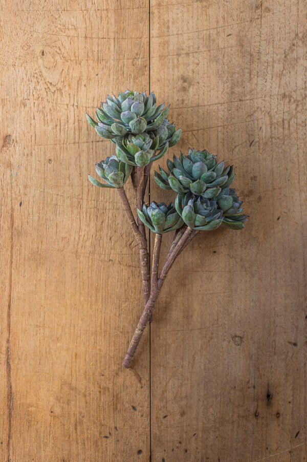 12" Powdered Green 5 Head Succulent Pick