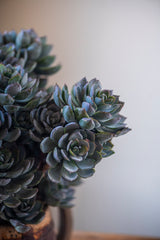 12" Powdered Green 5 Head Succulent Pick