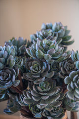 12" Powdered Green 5 Head Succulent Pick
