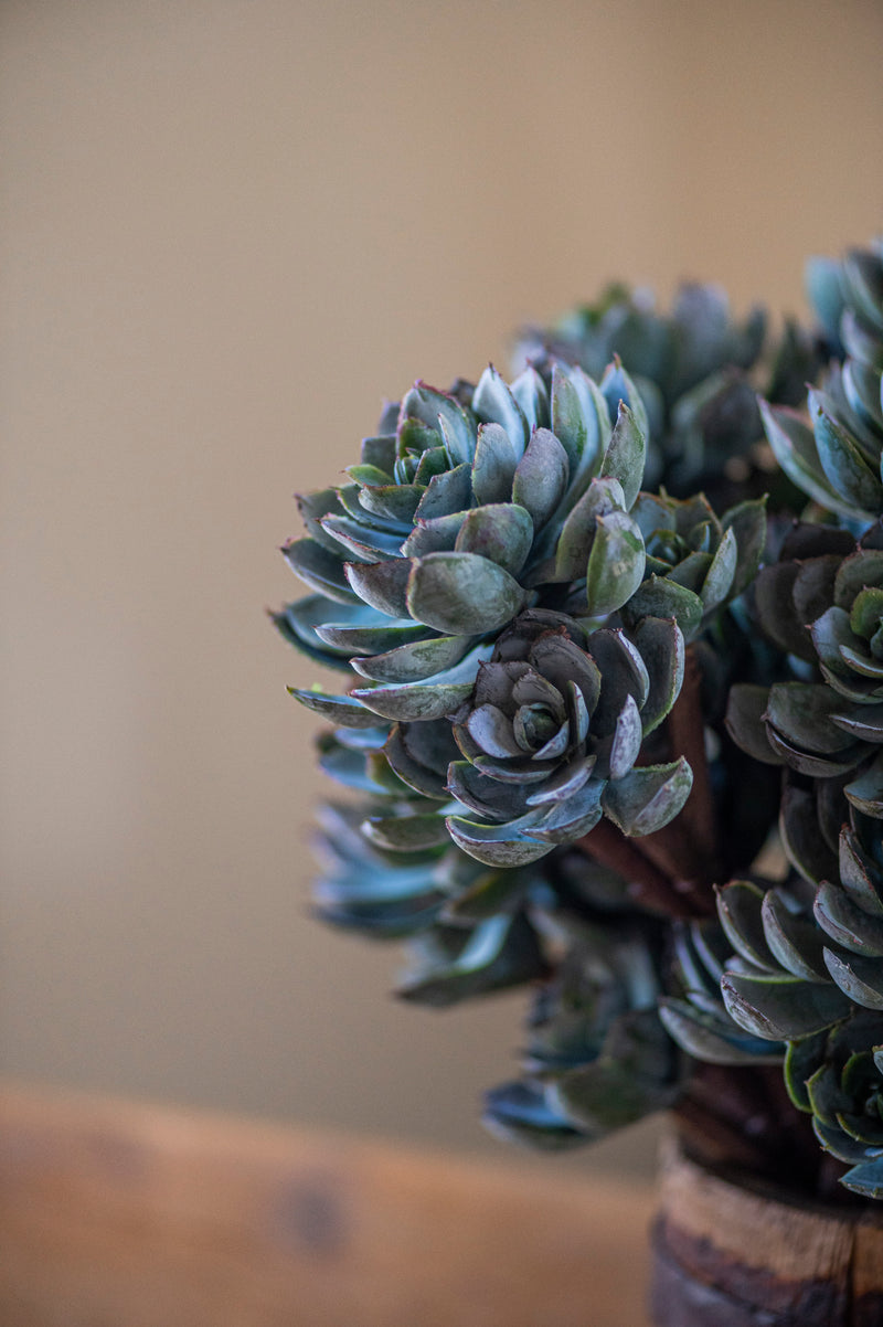 12" Powdered Green 5 Head Succulent Pick