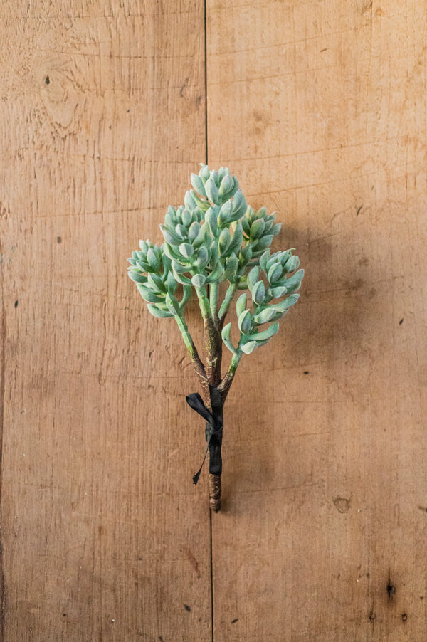 12" Flocked Green 5 Head Succulent Pick