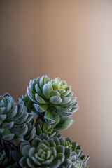 12" Flocked Green 5 Head Succulent Pick