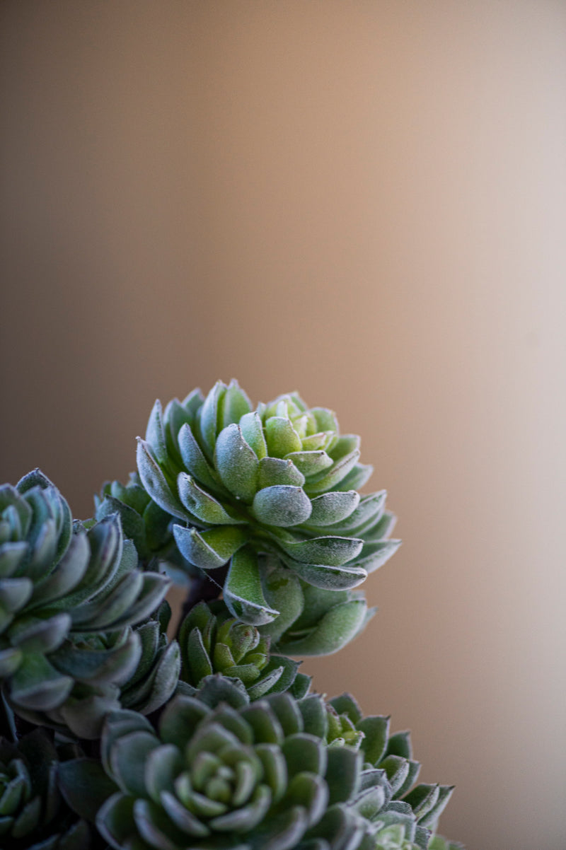 12" Flocked Green 5 Head Succulent Pick