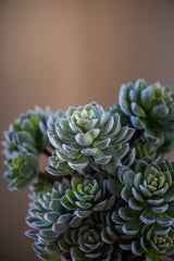 12" Flocked Green 5 Head Succulent Pick
