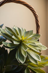 9" Two Tone Green Succulent Pick