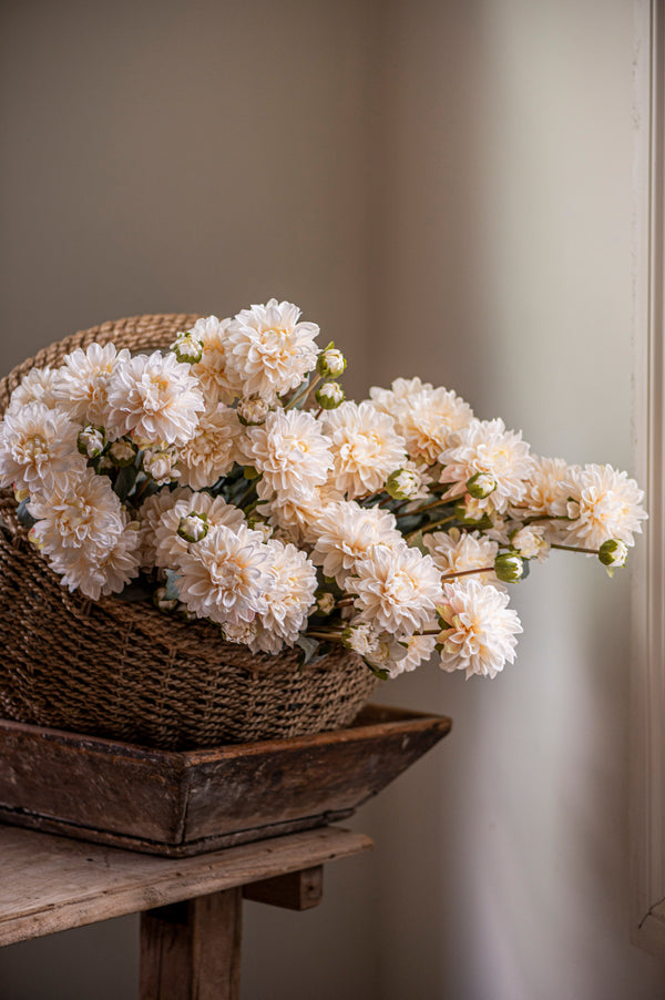 23" Cream Faux Dried Dahlia Bundle (3 Stems)