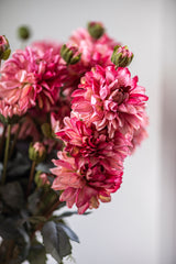 23" Pink Faux Dried Dahlia Bundle (3 Stems)