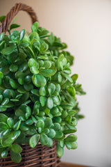 11.5 Inch Jade Pick