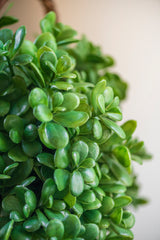 11.5 Inch Jade Pick