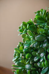 11.5 Inch Jade Pick