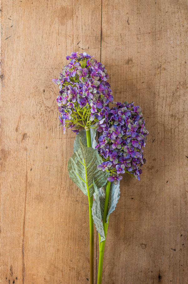 28" Blue Cone Hydrangea
