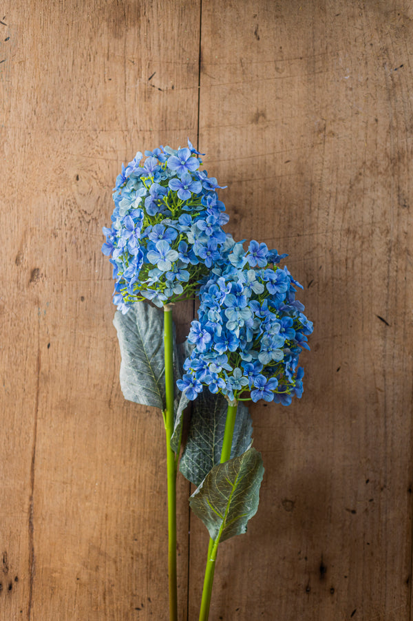28" Blue Cone Hydrangea