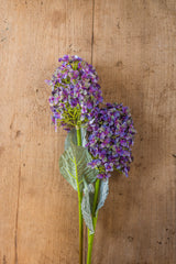 28" Blue Cone Hydrangea