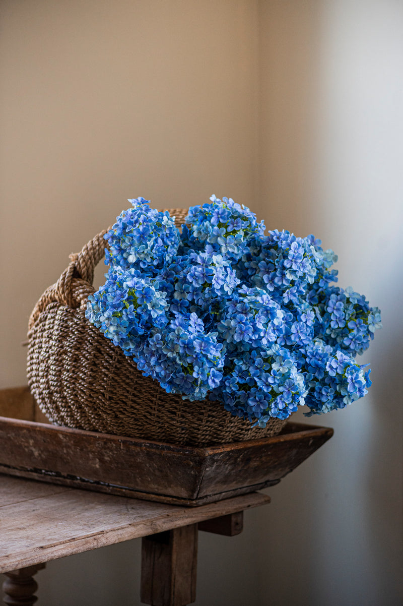 28" Blue Cone Hydrangea