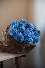 28" Blue Cone Hydrangea
