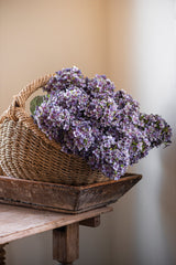 28" Blue Cone Hydrangea