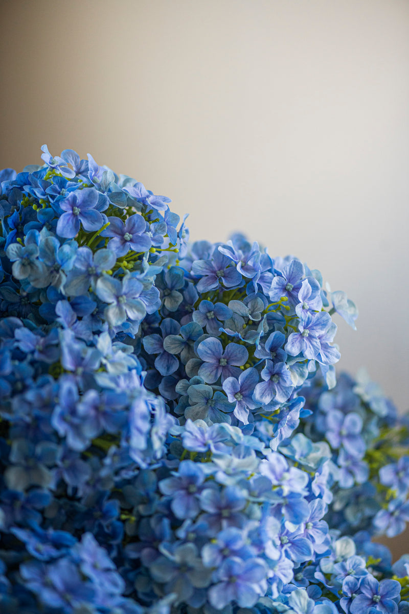 28" Blue Cone Hydrangea