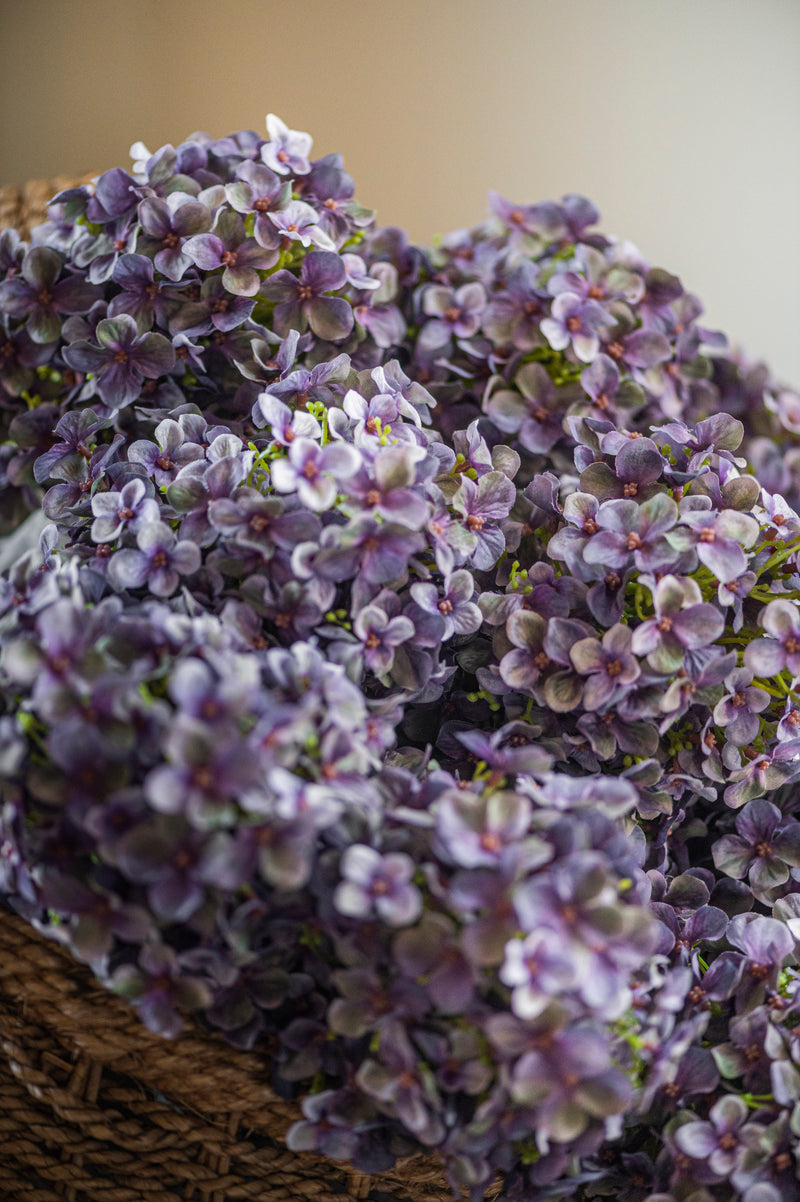 28" Blue Cone Hydrangea