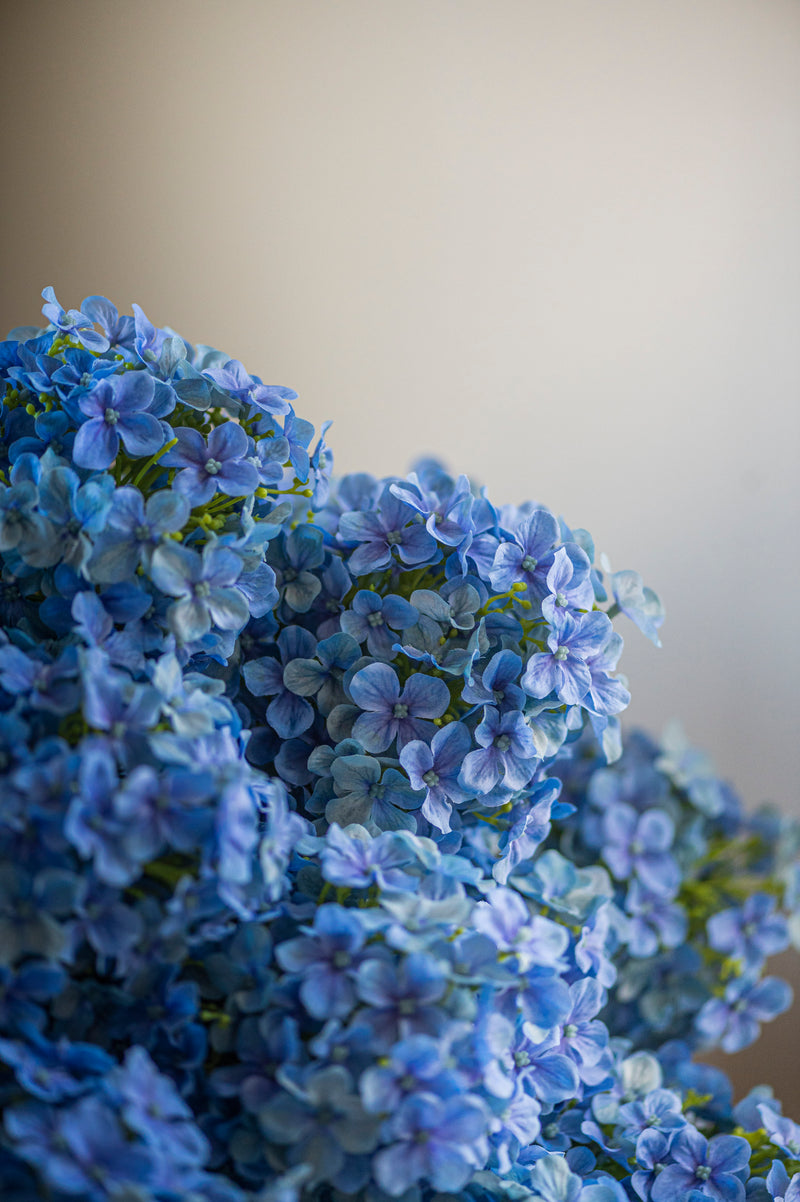 28" Blue Cone Hydrangea