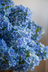 28" Blue Cone Hydrangea