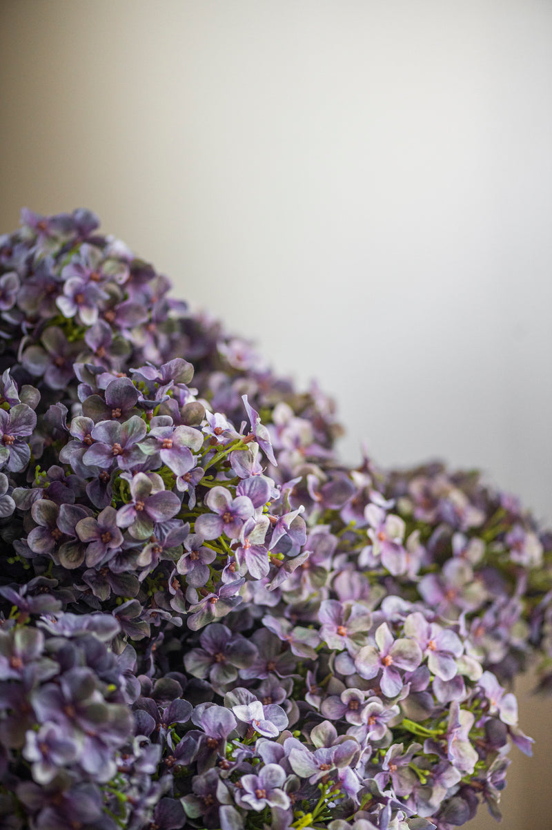28" Blue Cone Hydrangea