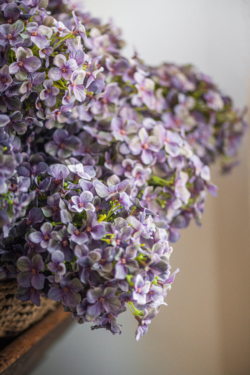 28" Blue Cone Hydrangea